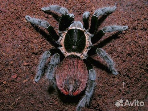 Скорпионы пауки птицееды тараканы муравьи фермы
