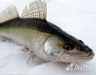 Судак, лещ, сом