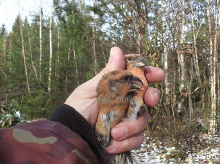 Лесные птицы