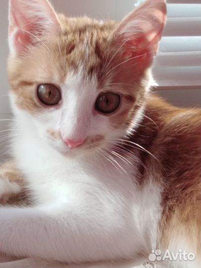 Красавица и озорница Леся ищет дом