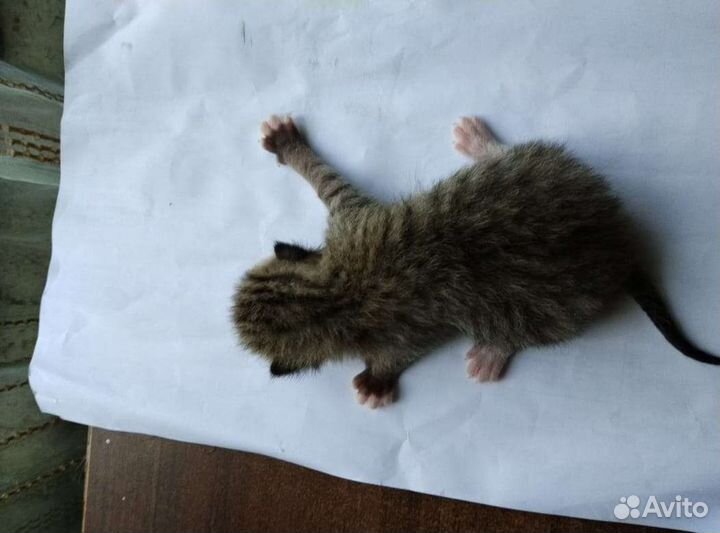 Котята (смесь обычной кошки и британского кота)