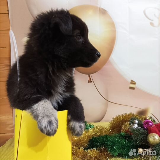 Щенок в добрые руки бесплатно