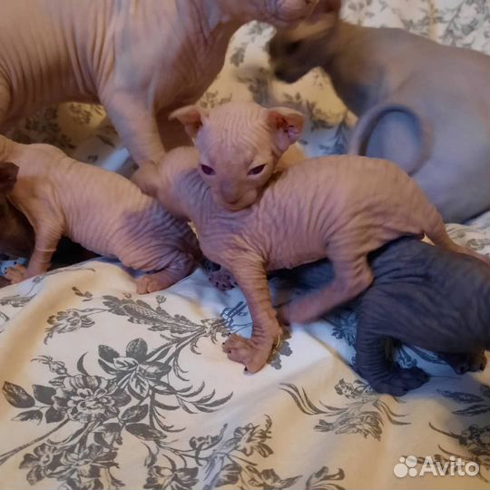 Канадский сфинкс котенок