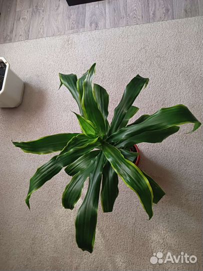 Комнатные цветы драцена
