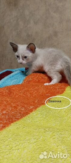 Канадский сфинкс браш