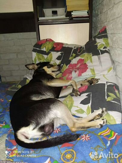 Вязка русский той