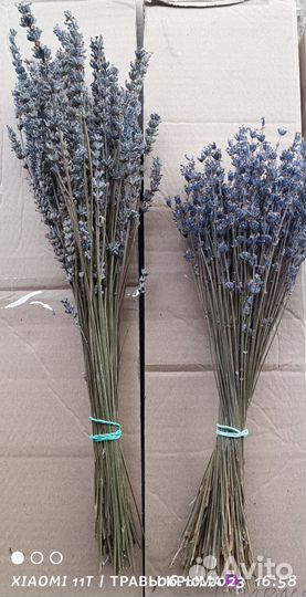 Лавандин (гибрид лаванды), для флористики