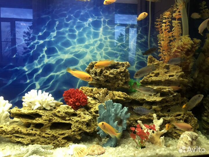 Перевозка аквариума и аквариумных рыб