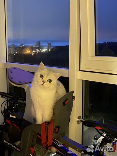 Шотландский кот
