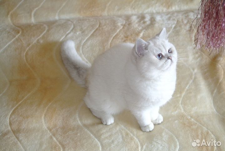 Британская кошка