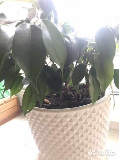 Лимон фикус гранат