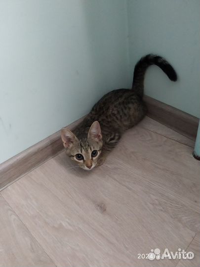 Кошка в дар бесплатно