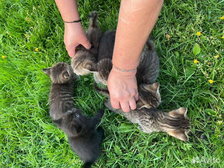 Милашки котята