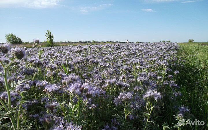 Семена многолетних трав