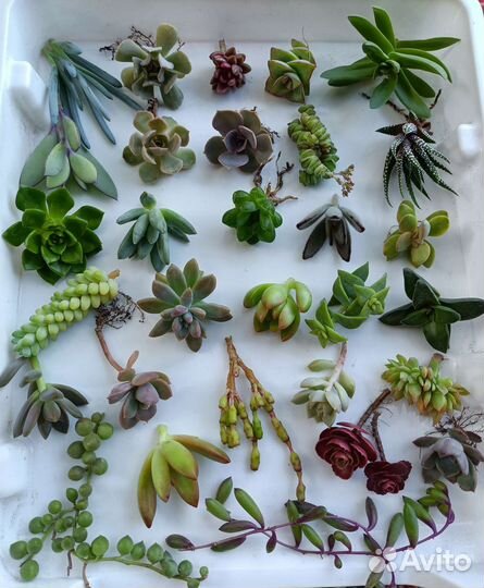 Суккуленты набор