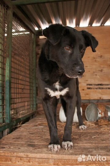 Возьмите счастье из приюта