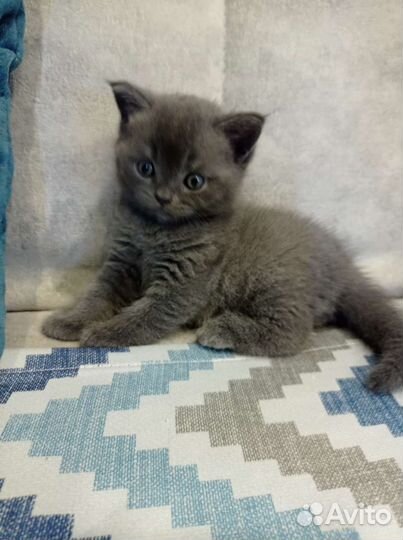 Британец короткошерстный