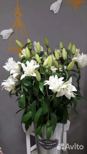 Лилии Цветы