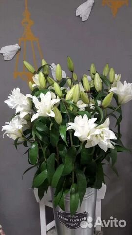 Лилии Цветы