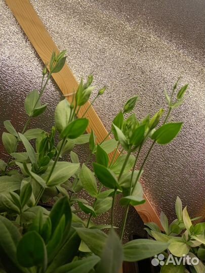 Растения цветы для сада