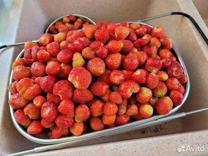 Рассада Клубники Ремонтантной