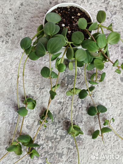 Пеперомия головатая