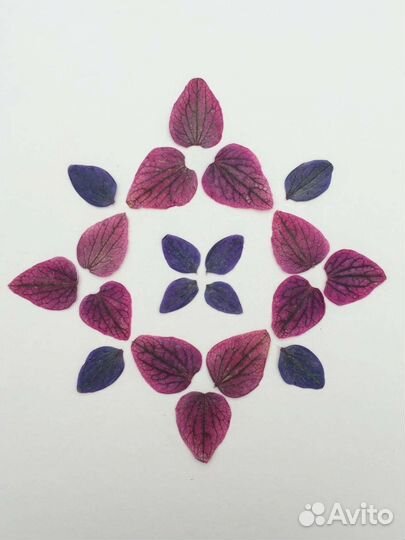 Сухоцветы плоской сушки