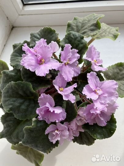 Фиалки махровые