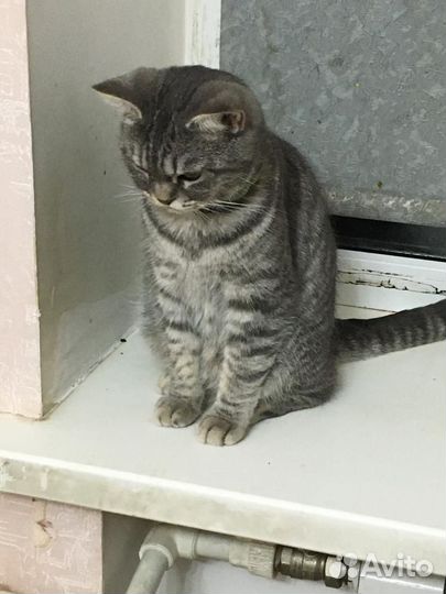 Кошка в добрые руки