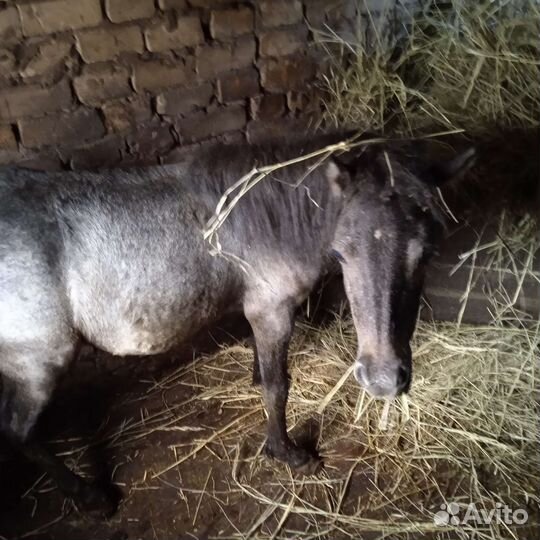 Кобыла миник