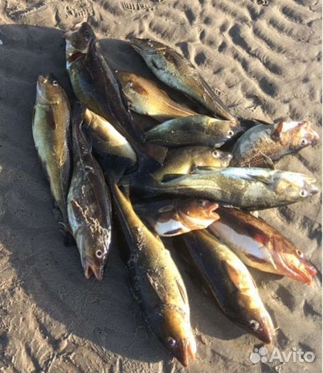 Отдых на Белом море. Рыбалка с гидом