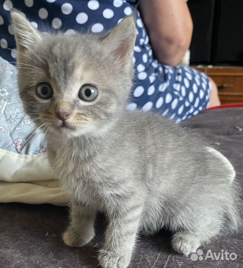 Котята в добрые руки даром