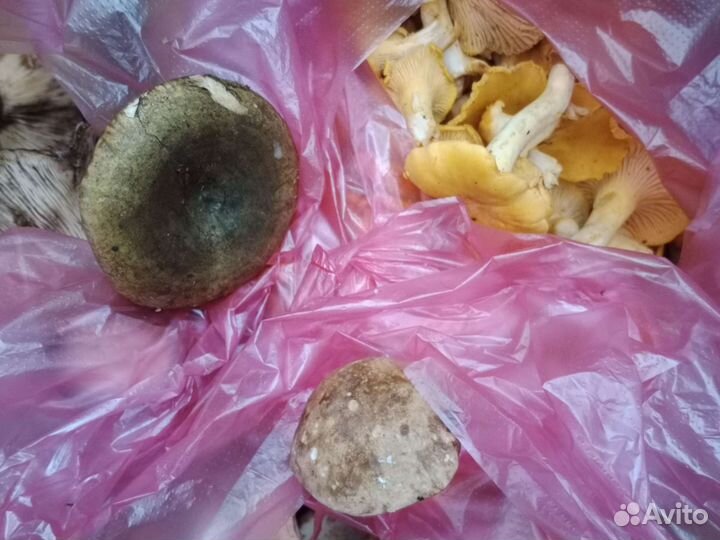 Подосиновики в наличии 2 кг. 800г.Лисички