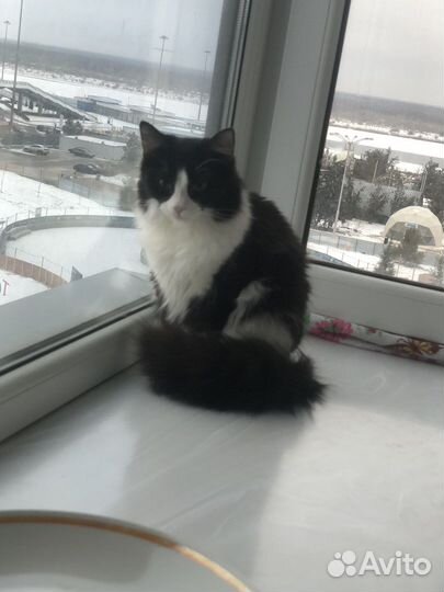 Кошка в дар