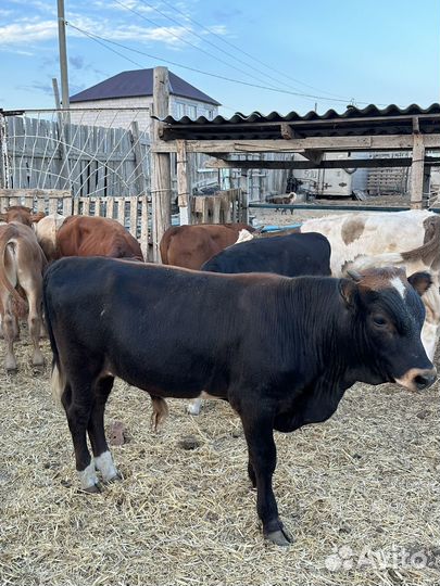 Бычки на откорм 16 голов