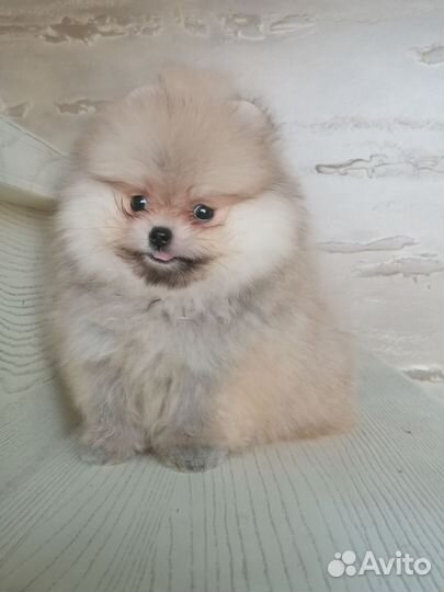 Девочка мини. Доставка