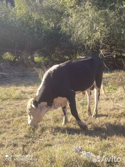 Бык на племя