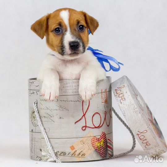 Щенки Парсон Рассел терьер