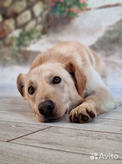 Ретривер молодой пёс-Гарри 1,5 года.Умный, привит