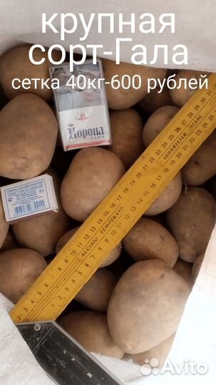 Картофель мелкий