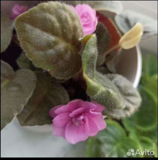 Фиалки, 9 сортов