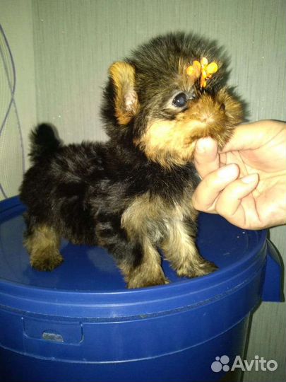 Йоркширский терьер