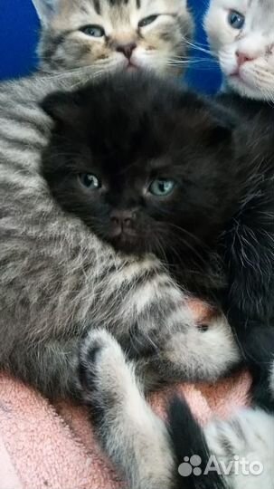 Шотландские котята
