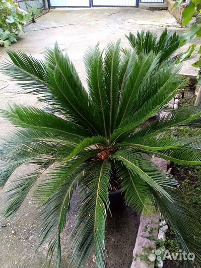 Цикас Саговая пальма
