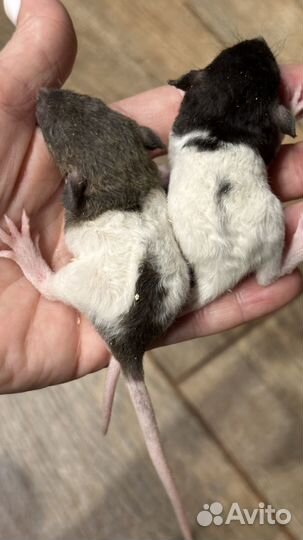 Крысята дамбо рекс