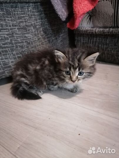 Котята от британки