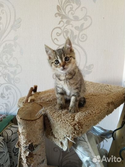 Кошки в добрые руки
