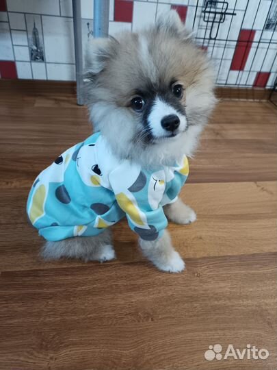 Новая толстовка/кофта для собак/кошек, размер М