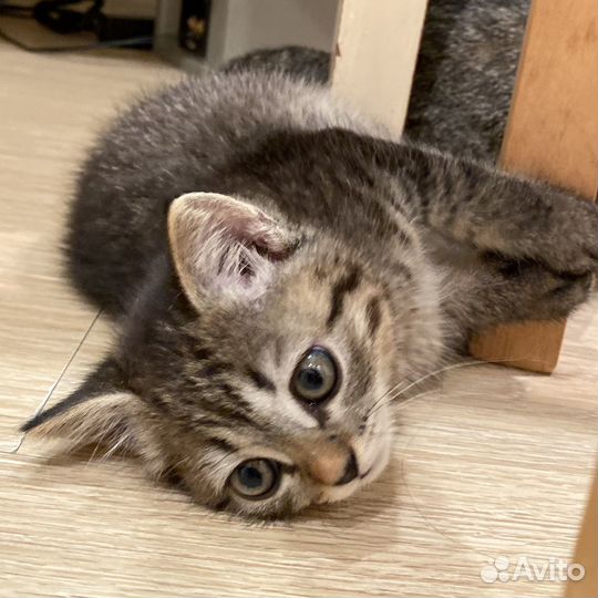 Котёнок в добрые руки (девочка)