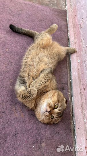 Шотландская кошка вязка